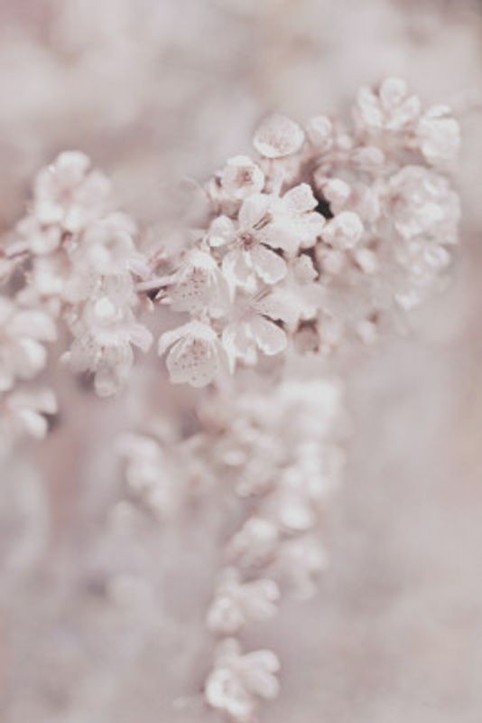 Delicate Cherry Flowers in Soft Focus