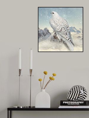 Greenland Falcon   Snowy White