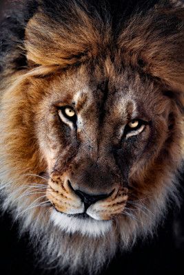 The king