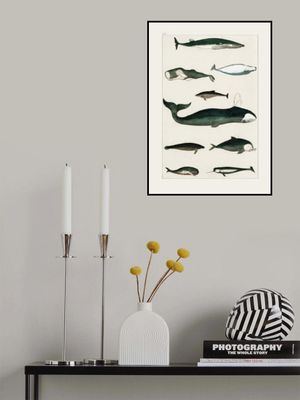 Vintage Whale Poster