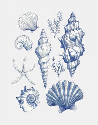 Shell Collage