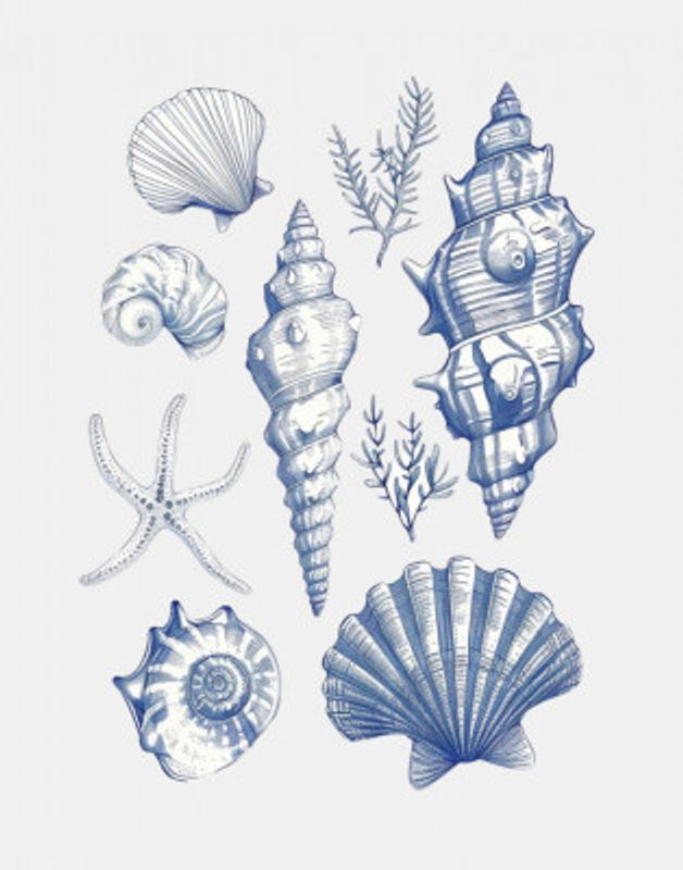 Shell Collage