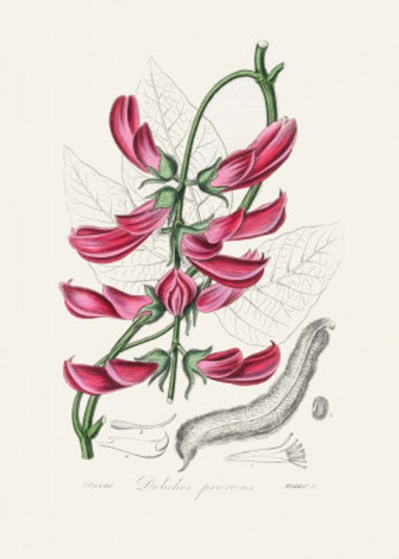 Mucuna Pruriens (dolichos Pruriens) Medical Botany