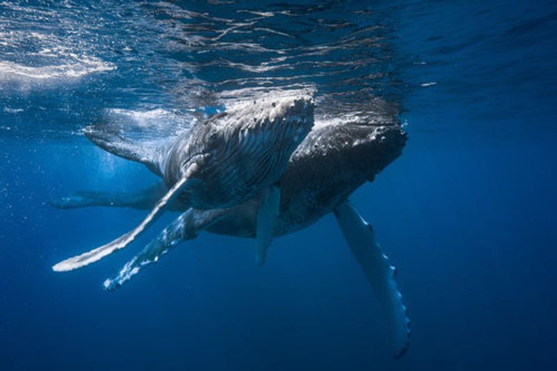 Humpback whale