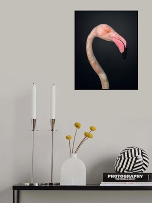 F L A M B O Y A N C E