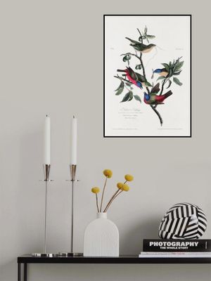 Painted Finch From Birds of America (1827)