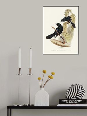 Keraudren's Crow Shrike