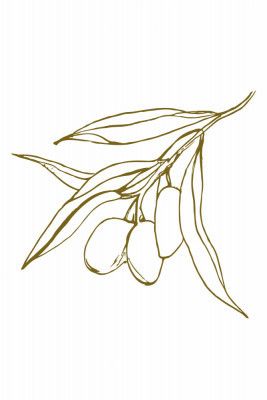 Olivebranchno02
