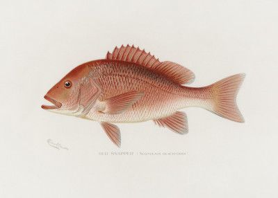 Red Snapper