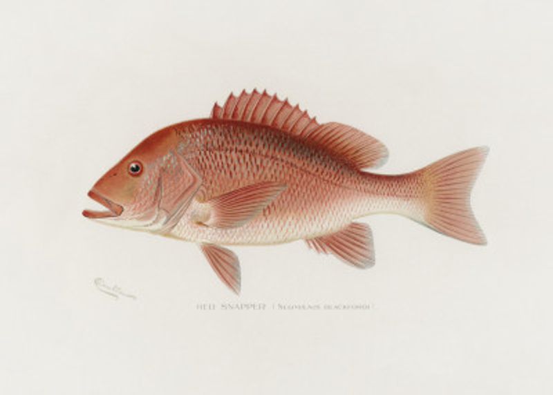 Red Snapper