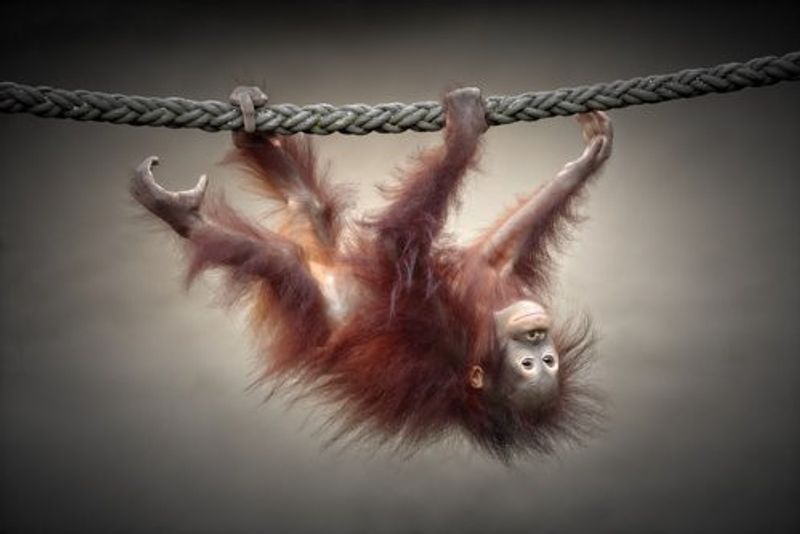 DON'T MURDER OUR PRIMEVAL FORESTS