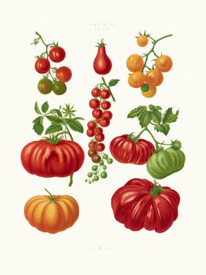 Tomatoes, or Love Apples From Album Benary (1876 1886) By Ernst Benary.