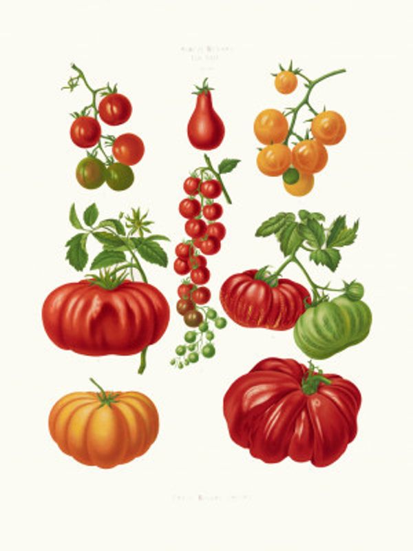 Tomatoes, or Love Apples From Album Benary (1876 1886) By Ernst Benary.