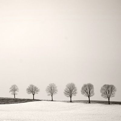 Tree Line