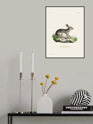 Indian Hare By Johann Christian Daniel Von Schreber.