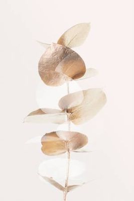 Eucalyptus Creative Gold 04