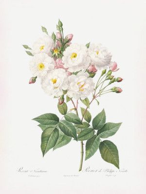 Rosa × Noisettiana, Les Roses (1817–1824)