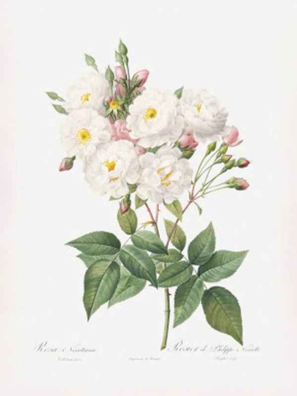 Rosa × Noisettiana, Les Roses (1817–1824)