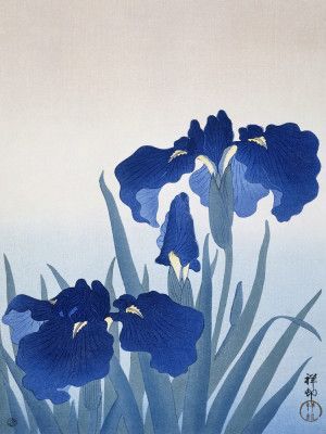 Iris Flowers