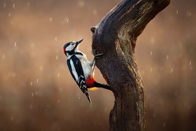 Woodpecker in the rain