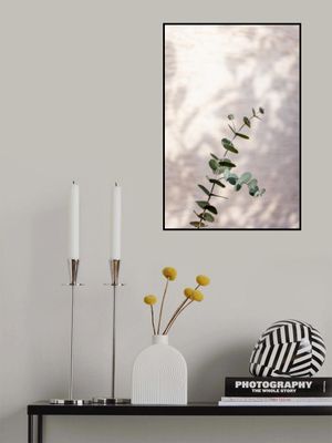 Eucalyptus Branch Shadow