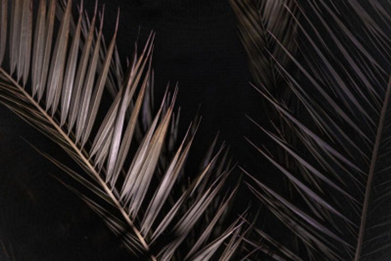 Dark Tropical Palms