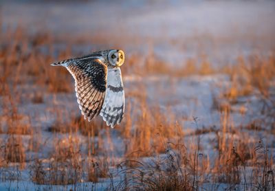 Short-eared Owl