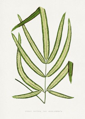 Pteris Cretica Leaf Illustration
