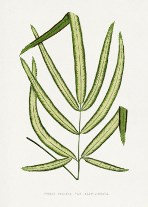 Pteris Cretica Leaf Illustration