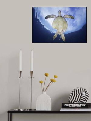 Shark attack survivor