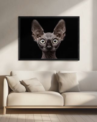 Sphynx Cat