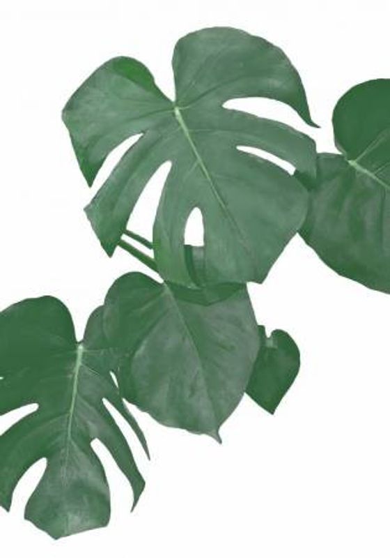 Monstera Aqua 01