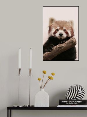 Red Panda Portrait
