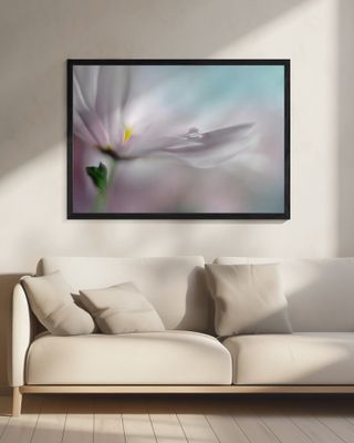 Where dreams come true