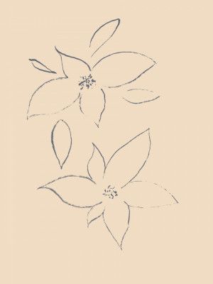 Petals in Sketch