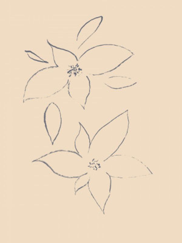 Petals in Sketch