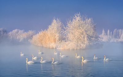 Swan Lake