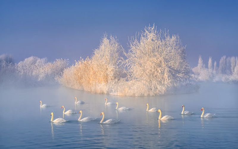 Swan Lake