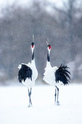 Tsuru (Crane), pair