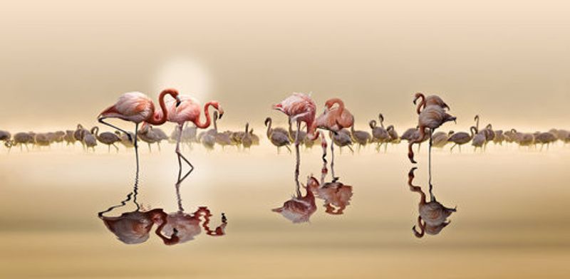 FLAMINGOS
