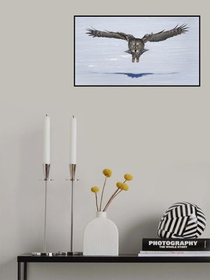 Great Grey Owl in Flight