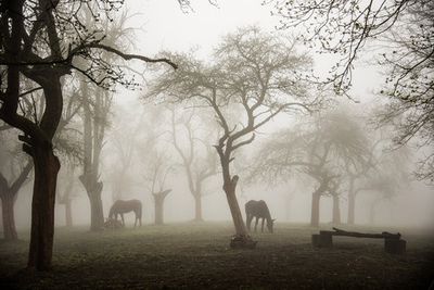 Horses in a foggy orchard
