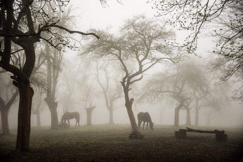 Horses in a foggy orchard