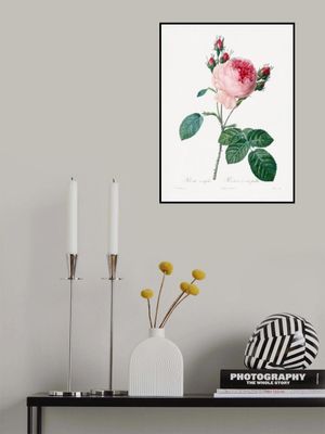 Rosier a Cent Feuilles, From Les Roses