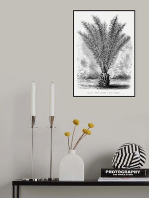 Vintage Palm Tree Drawing Xiii