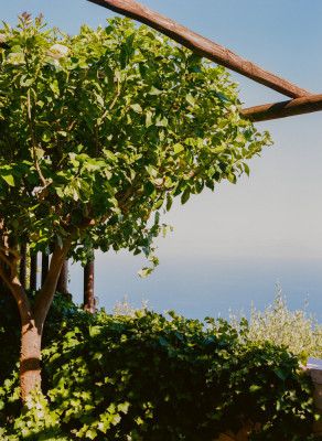 Amalfi Coast Lemons V on Film