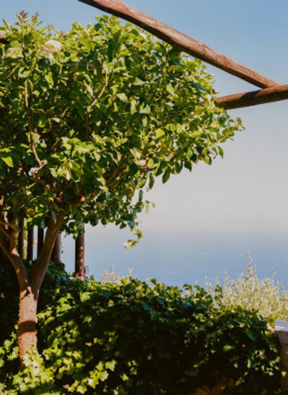 Amalfi Coast Lemons V on Film