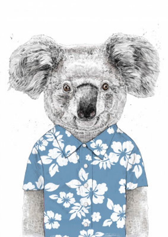 Summer Koala (blue)