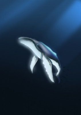 Ocean's Gentle Giant