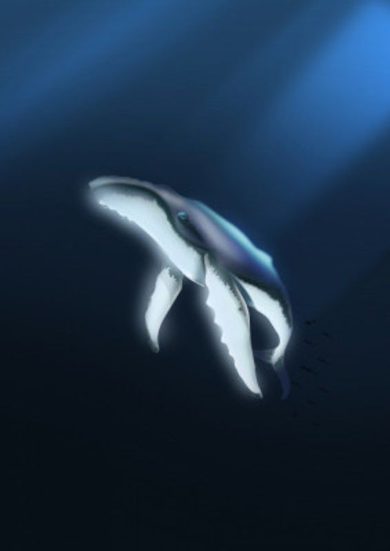 Ocean's Gentle Giant